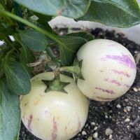 オクラの花,ペピーノ,緑ナス,夏の花,夏野菜の画像