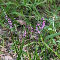 ネジバナ,捩花,モジズリ,ねじばな,ネジバナ(モジズリ)の画像