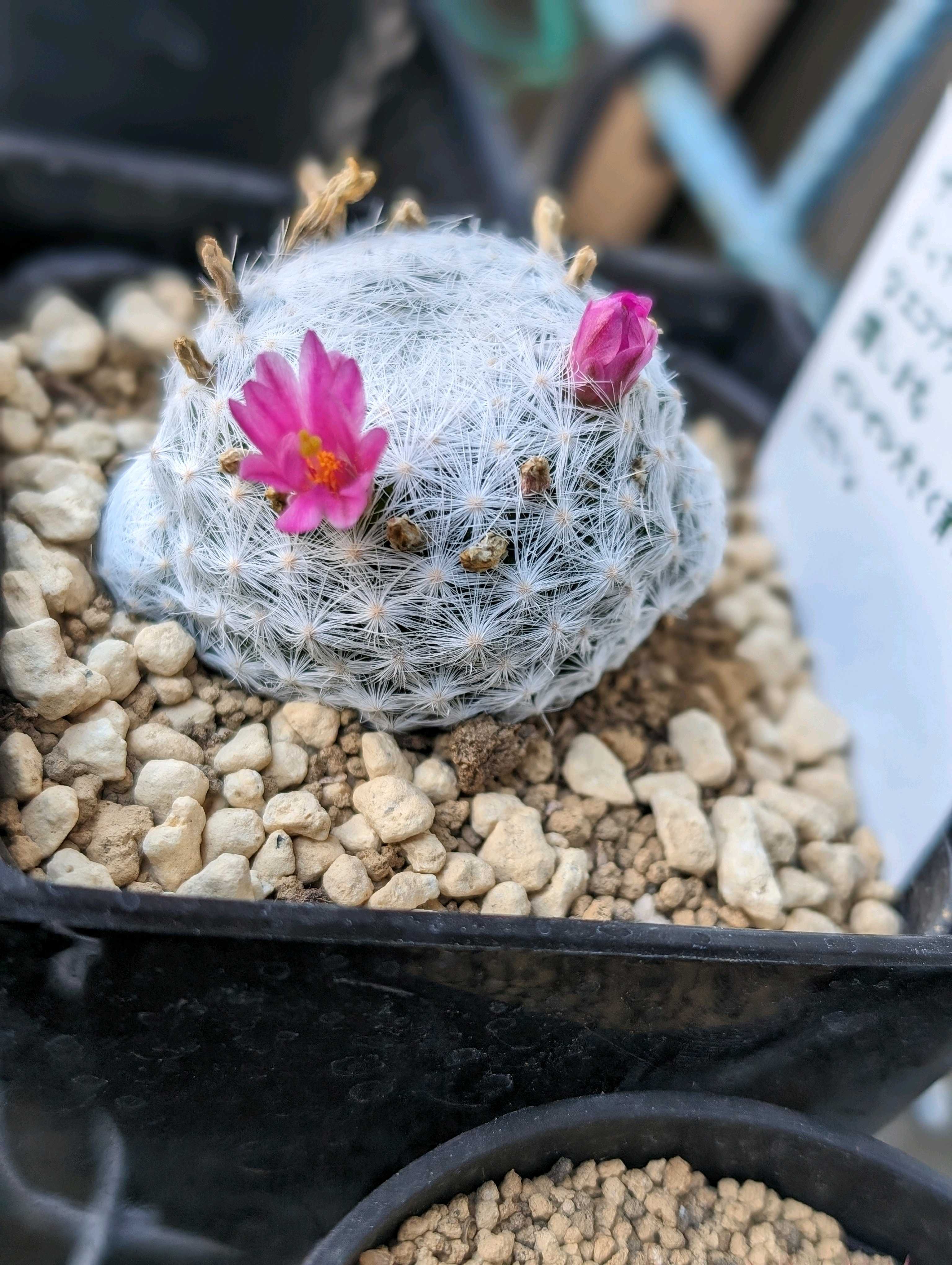 2024年に咲いたサボテンたち(マミラニア編)｜🍀GreenSnap（グリーン