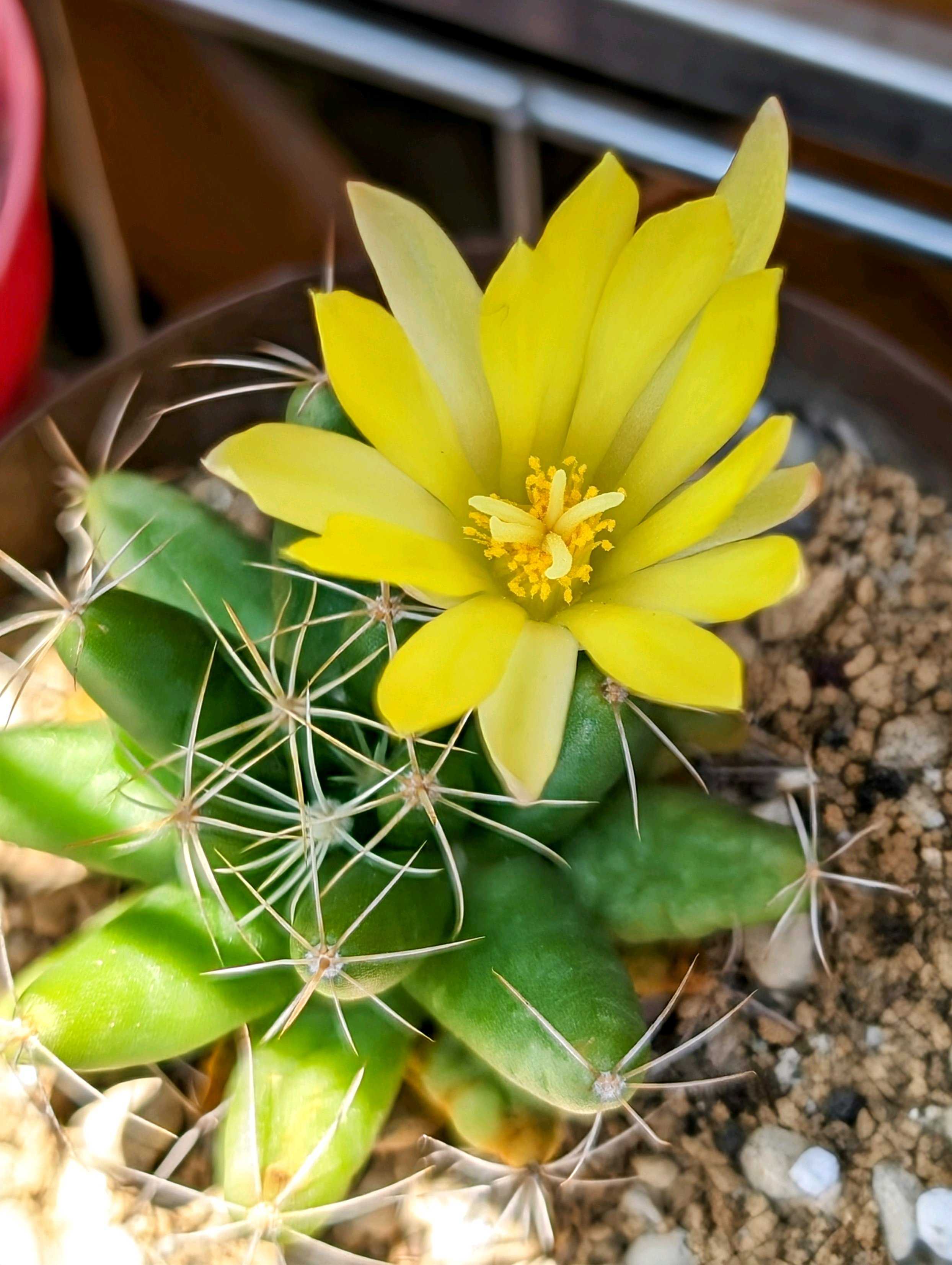 2024年に咲いたサボテンたち(マミラニア編)｜🍀GreenSnap（グリーン