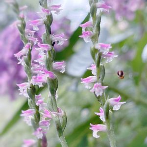 ネジバナ,ネジバナ,山野草,今日のお花,ネジバナ☆の画像