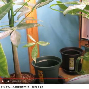 パキラ,パキラ斑入り,観葉植物,インテリアグリーン,風水の画像