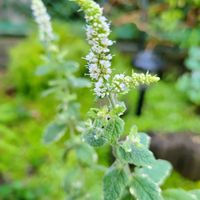 パイナップルミント,ハーブの花,おうち園芸,小さな庭の画像