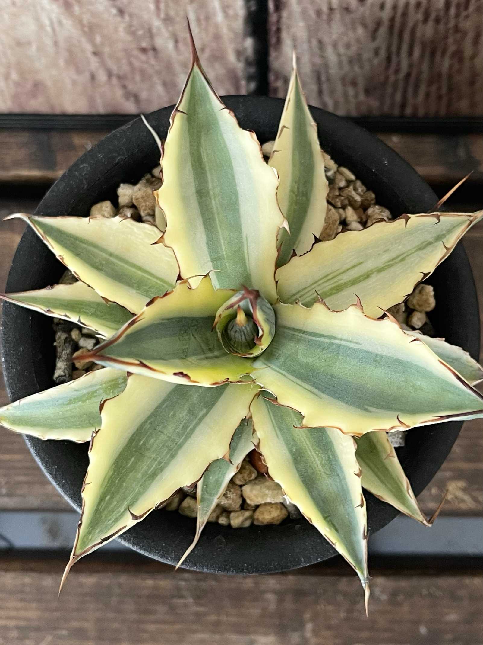 アガベ キシロナカンサ フロストバイトの一覧｜🍀GreenSnap（グリーン