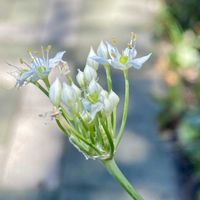 ハナニラ,おひさま,花と風の画像