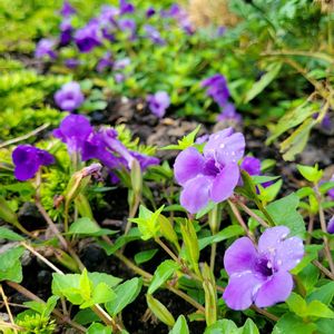 スーパートレニア カタリーナ アメジスト,花壇,グランドカバー,花のある暮らし,PWの画像