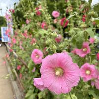 ハナショウブ,タチアオイ,花のある暮らし,日当たり良好,今日のお花の画像