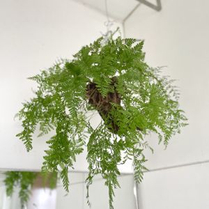 トキワシノブ,観葉植物,シダ植物,流木,洗面所の画像