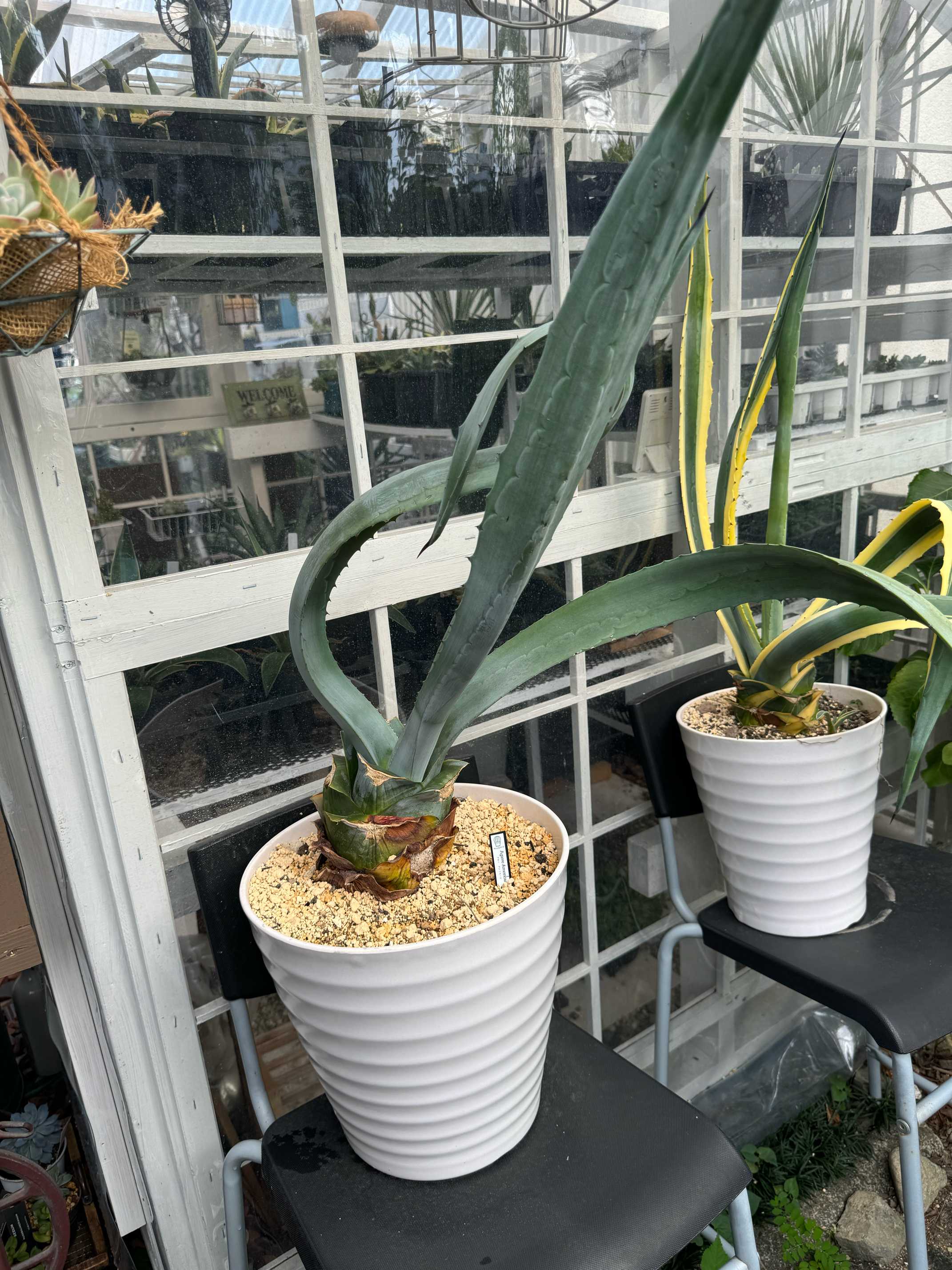 ヒョロひょろアガベ アメリカーナ｜🍀GreenSnap（グリーンスナップ）