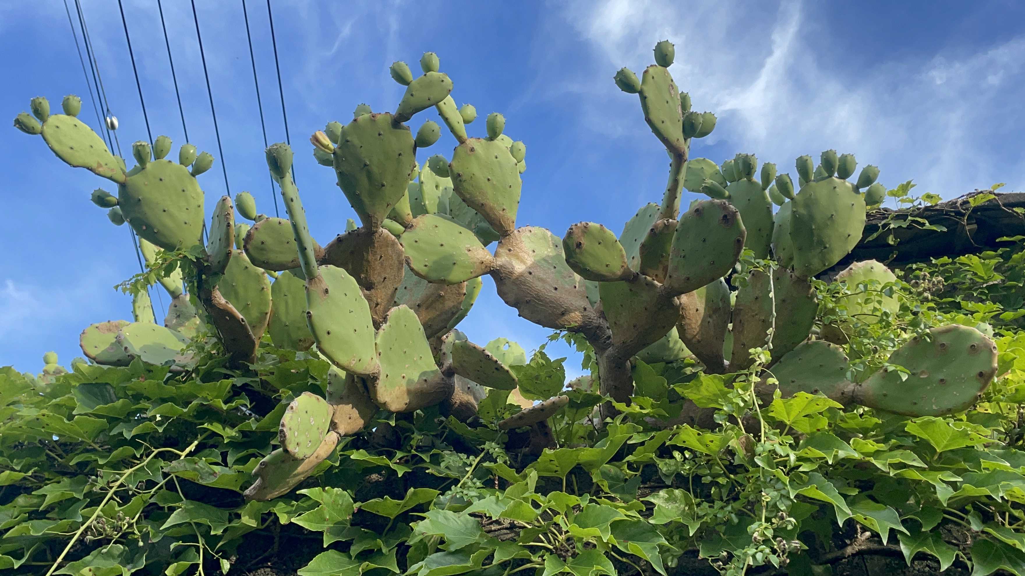 大型宝剣の一覧｜🍀GreenSnap（グリーンスナップ）