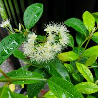 レモンマートル,冬越し成功,鉢植えのお花,花が咲いた,日陰の庭の画像