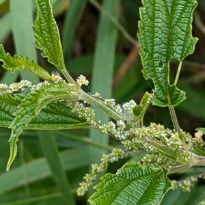 ハンノキ,エゾイラクサ,ミズバショウ（水芭蕉）,礼文島での画像