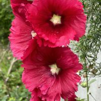 タチアオイ,タチアオイ,今日のお花,散歩道の花たちの画像