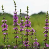 ミソハギ,多年草,緑のある暮らし,百花繚乱,ミソハギ科の画像