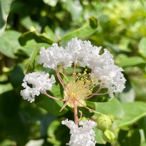 サルスベリ,サルスベリ,芝生,バラ　ユキサン,キュンキュン乙女倶楽部の画像