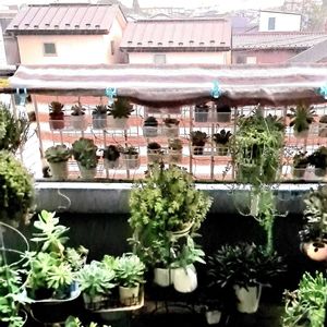 ダイソー,植物男子ベランダー,エケベリア好き,雷雨,ベランダの画像