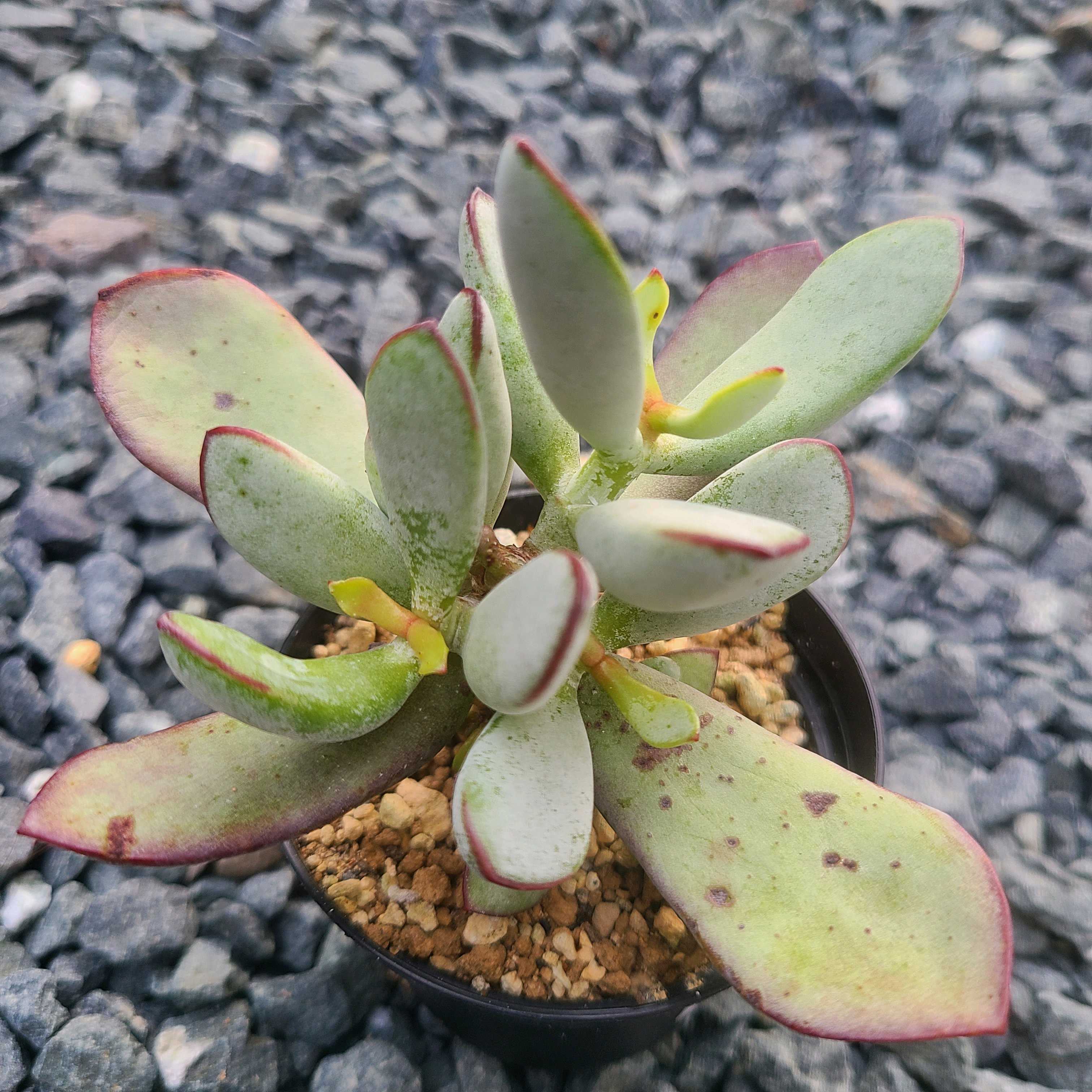 オルビキュラータの成長記録🤍❤️｜🍀GreenSnap（グリーンスナップ）