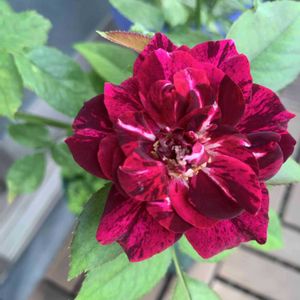 パープルタイガー,バラ 鉢植え,バラ・ミニバラ,絞りのバラ,ばら バラ 薔薇の画像