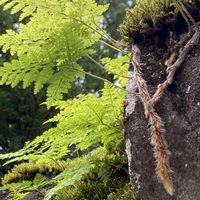 トキワシノブ,おひさま,あおぞら,草花を愛でるの画像