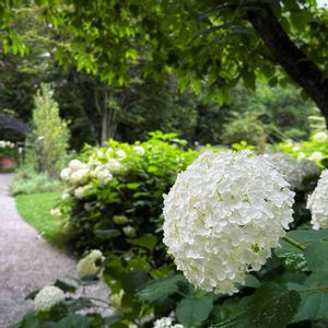 アジサイ,紫陽花,アナベル,紫陽花 アジサイ あじさい,アマガエルの画像