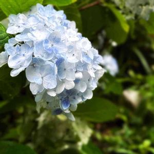 アジサイ,紫陽花,寄せ植え,観葉植物,カラーリーフの画像