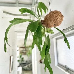 コウモリラン,ビカクシダ,観葉植物,苔玉,仕立て直しの画像