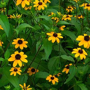 切り花,地植え,こぼれ種,日当たりの良い場所,畑の画像