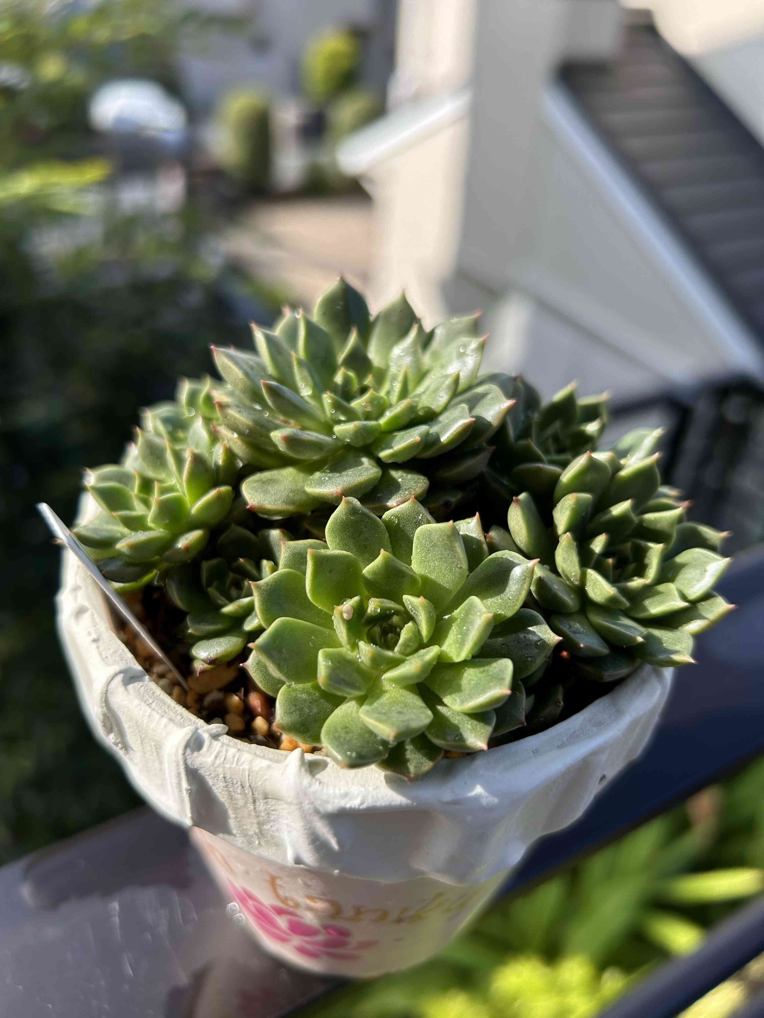 ロッティ交配の一覧｜🍀GreenSnap（グリーンスナップ）