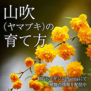 ヤマブキ,山吹,ガーデニング,花のある暮らし,緑のある暮らしの画像