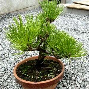 黒松,盆栽,鉢植え,実生,小品盆栽の画像