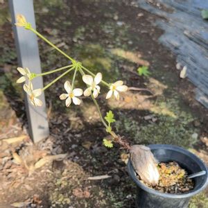 名前忘れた,塊根植物,花芽,お花,コーデックスの画像