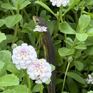 ヒメイワダレソウ,カナヘビさん,✨噴水⛲️✨,グランドカバー,白い花の画像