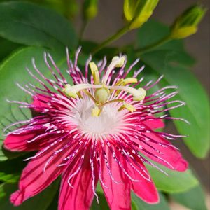 トケイソウ,トケイソウ,ボタニカルライフ,お気に入り♡,花のある暮らしの画像