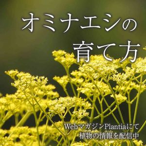 オミナエシ,ガーデニング,花のある暮らし,緑のある暮らし,植物のある暮らしの画像