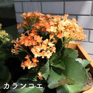 カランコエ,植物のある暮らし,肥料,プランター栽培,自然のある暮らしの画像