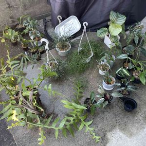 多肉植物,観葉植物,水やり,ボタニカル,緑のある暮らしの画像