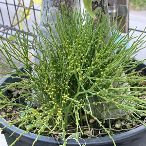 マツバラン,松葉蘭,シダ植物,古典園芸植物,胞子嚢の画像