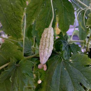 白ゴーヤ,グリーンカーテン,サントリー本気野菜,家庭菜園,ベランダの画像