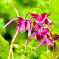 イカリソウ,ガーデニング,山野草,我が家の花壇,我が家の庭の画像