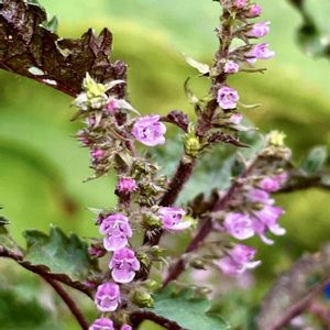 シソ,バッタくん,赤紫蘇の花,青紫蘇の花,ハーブの画像