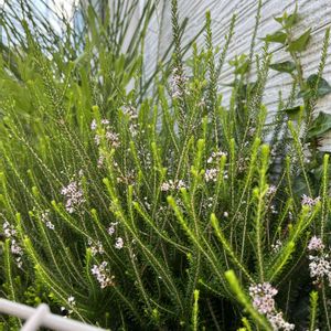 植木鉢,GSのみなさんに感謝♡,いつもありがとう❣️,小さな庭の花たちの画像