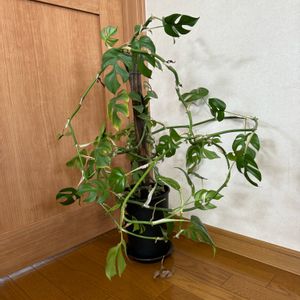 ヒメモンステラ,ヒメモンステラ,観葉植物,鉢植え,植え替えの画像