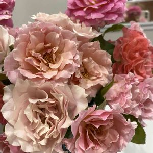 バラ アウグスタルイーゼ,薔薇 クロード・モネ,バラ ダフネ,かわいい♡,良い香り♡の画像