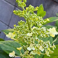 高砂百合,紫紺野牡丹,ノリウツギ,スプリットペタル,ノリウツギ ピンキーウィンキーの画像