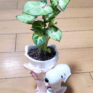 観葉植物,ハイドロカルチャー,DAISO,植中毒,植物に癒されての画像