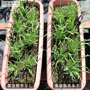 ニラ,ニラ,植物のある暮らし,肥料,プランター栽培の画像