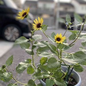 ビタミンカラー,癒し,夏の花,元気もらえる,花のある暮らし♡の画像