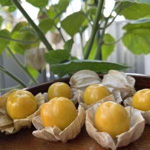 食用 ほおずき,食用ほおずき,夏野菜,プランター栽培,家庭菜園の画像