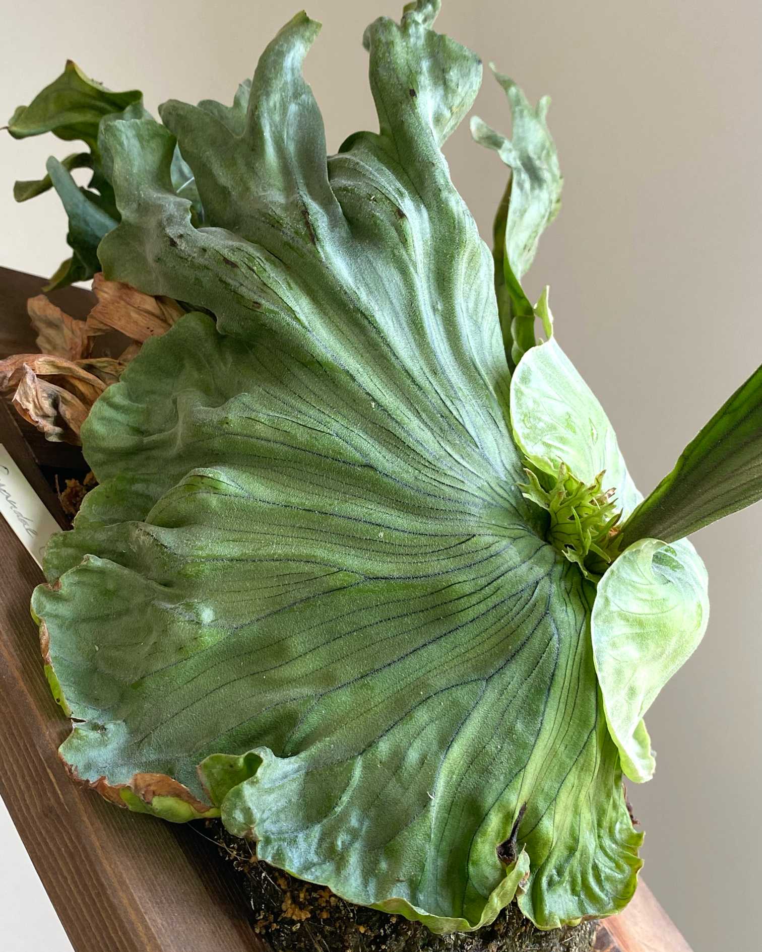 wandae dwarf ワンダエドワーフ Curling コルク付き ビカクシダ ワンダ