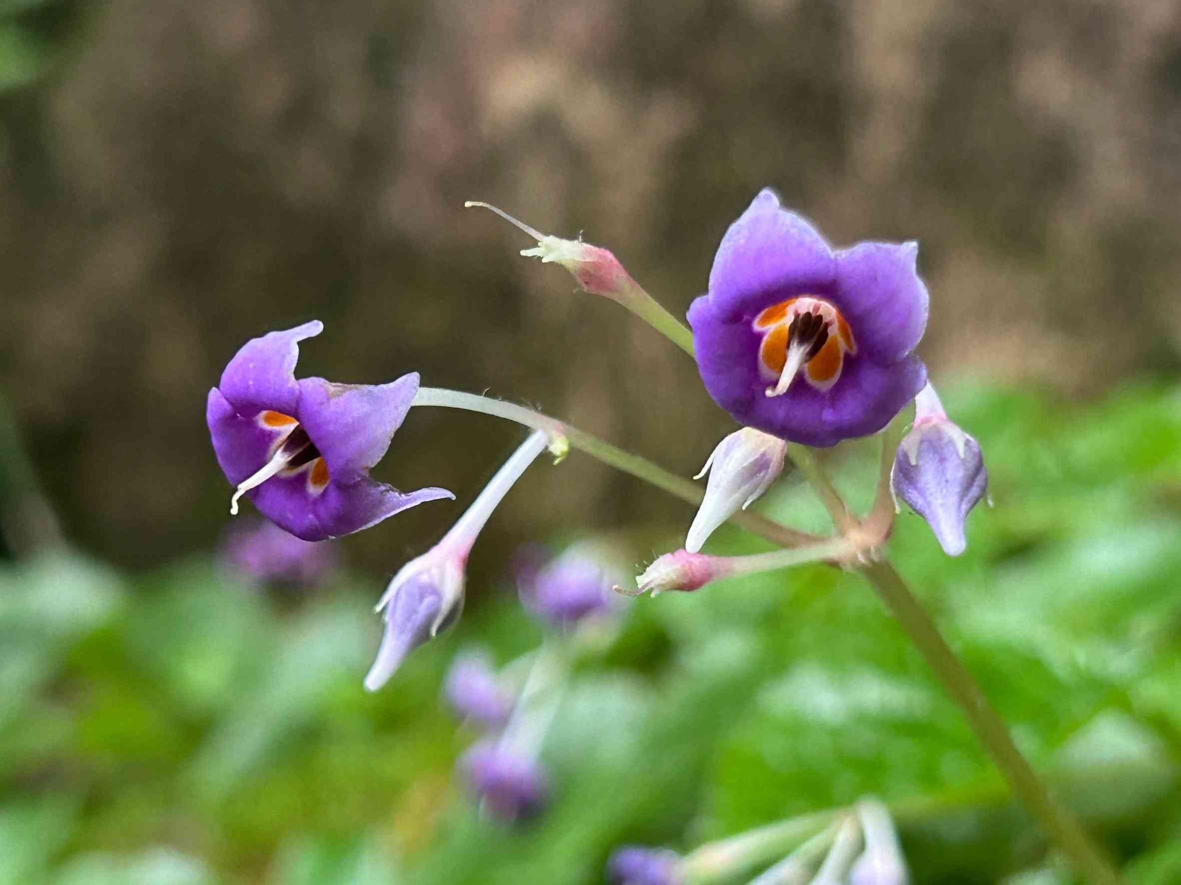 筑波山に咲く夏の花｜🍀GreenSnap（グリーンスナップ）